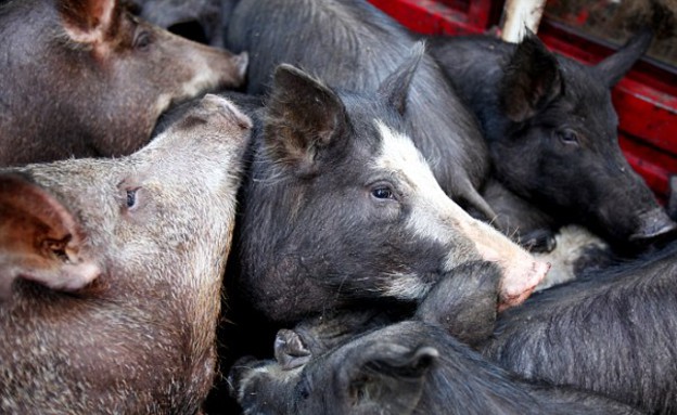 מוות מחזירים (צילום: KVAL)