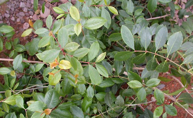 גת, צמחי מרפא (צילום: wikimedia user: User:Katpatuka)