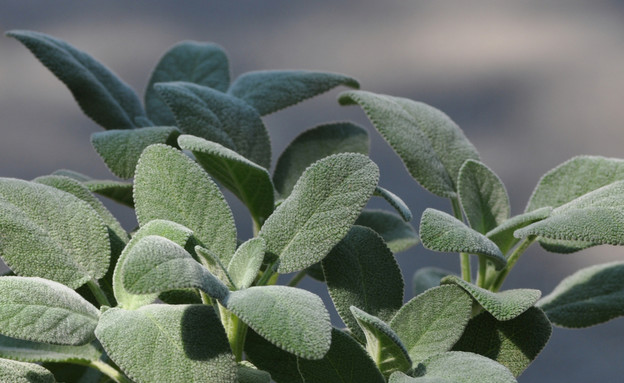 מרווה, צמחי מרפא (צילום: hanspeterk, Shutterstock)