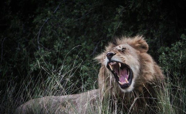 אריה, אפריקה (צילום: רון דבני,  יחסי ציבור )
