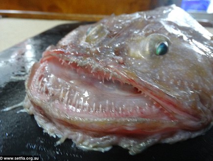 דג מוזר (צילום: setfia)