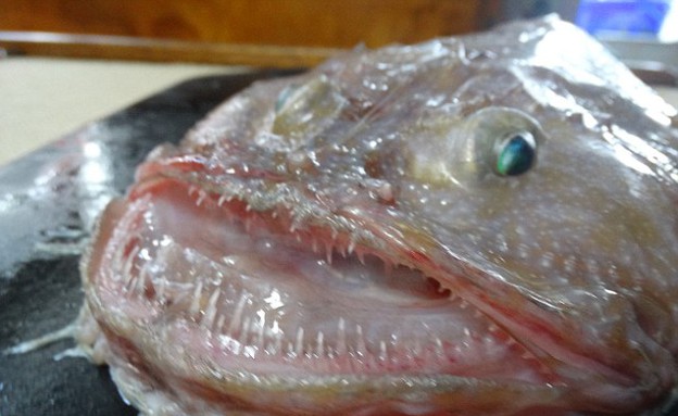 דג מוזר (צילום: setfia)