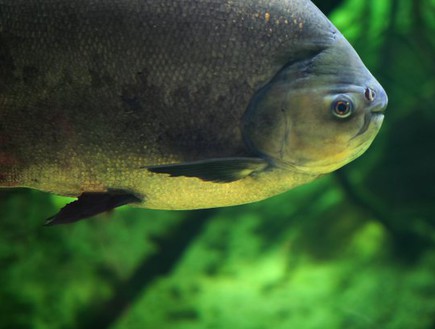 דג פקו (צילום: אלאמי)