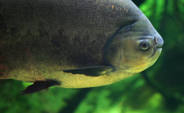 דג פקו (צילום: אלאמי)