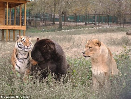 אריה דב נמר (צילום: Noah's Ark Animal Shelter)