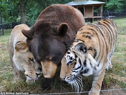 אריה דב נמר (צילום: Noah's Ark Animal Shelter)