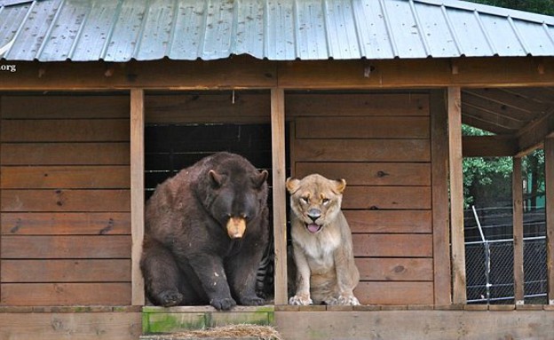 אריה דב נמר (צילום: Noah's Ark Animal Shelter)
