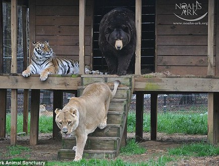 אריה דב נמר (צילום: Noah's Ark Animal Shelter)