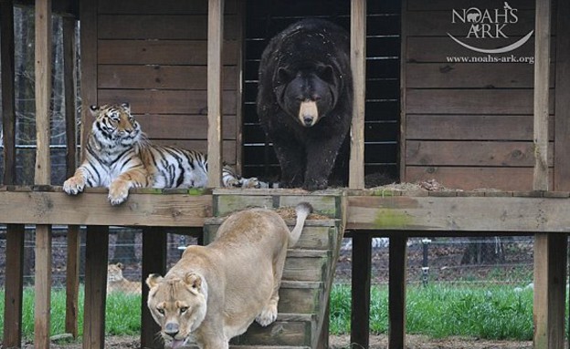 אריה דב נמר (צילום: Noah's Ark Animal Shelter)