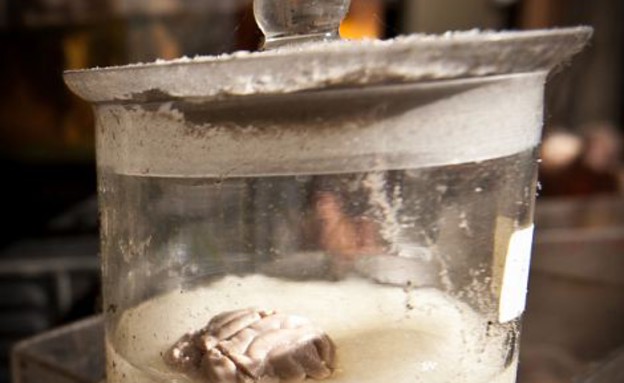 בית הספר לוטרינריה