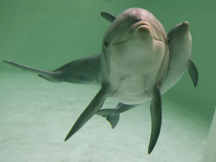 מחפשים דולפינים צעירים עם שיניים מושלמות