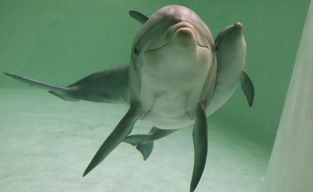 מחפשים דולפינים צעירים עם שיניים מושלמות