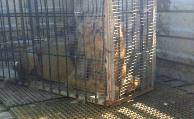 העברת אריה חולה מגן החיות בעזה ‏לגן חיות סמוך לטול (צילום: רשות המעברים, משרד הביטחון)