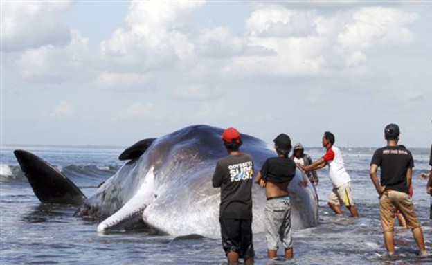 לוויית לווייתן (צילום: AP)