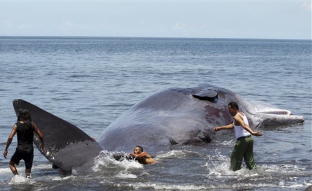 לוויית לווייתן (צילום: AP)