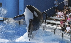 הלחץ פעל: הרבעת הלווייתנים תופסק (צילום: רויטרס)