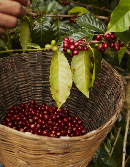 נספרסו, חוות קפה במקסיקו ממנה נוצרה תערובת קפה במהדורה מוגבלת שהוש (צילום:  יחצ נספרסו)