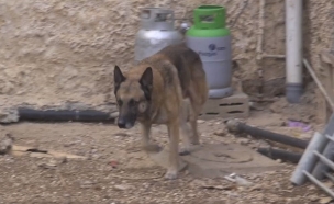 לוקי הכלב המשטרתי (צילום: משטרת ישראל)