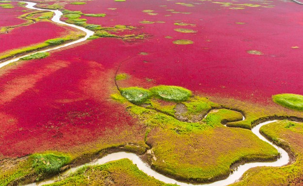 החוף האדום בפנג'ין, סין (צילום: HelloRF Zcool, Shutterstock)
