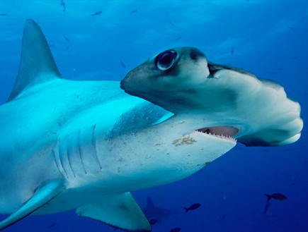 כריש הפטיש (צילום: באדיבות המצפה התת ימי באילת)