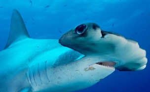 כריש הפטיש (צילום: באדיבות המצפה התת ימי באילת)