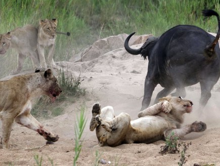 באפלו נגד אריה (צילום: מריאנגלה מטראצו לי)