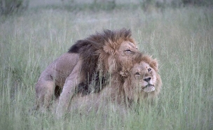 אריות גאים (צילום: Nicole Cambre / Shutterstock)