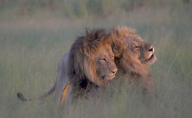 אריות גאים (צילום: Nicole Cambre / Shutterstock)