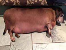 וינסנט השמן (צילום: facebook.com)