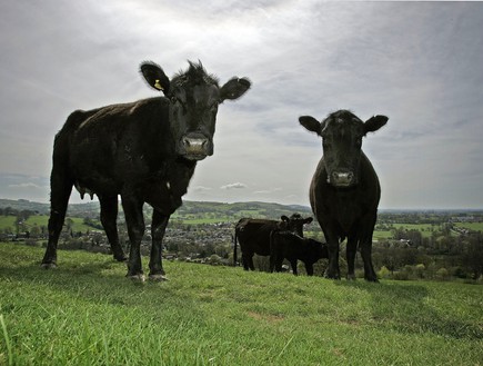 בקר בחווה באנגליה (צילום: Christopher Furlong, GettyImages IL)