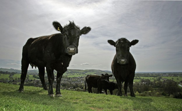 בקר בחווה באנגליה (צילום: Christopher Furlong, GettyImages IL)