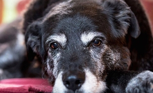 מאגי, הכלבה הזקנה בעולם (צילום: מעריב לנוער)