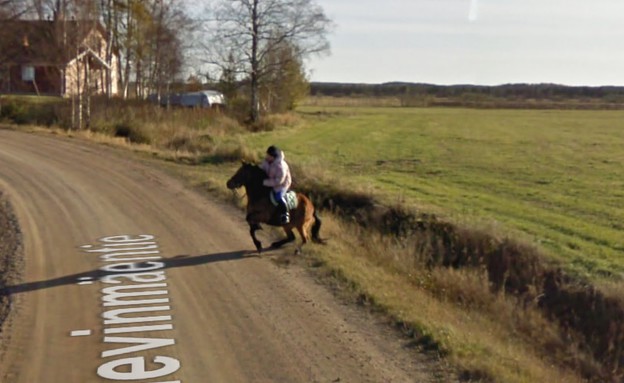 סוס בגוגל (צילום: גוגל)
