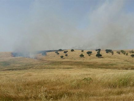 שריפת שטח בדרום (צילום: אורי קייזר מנהל מרחב שפלה והר, רשות הטבע והגנים)