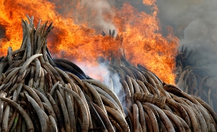 מצבור השנהב הגדול אי פעם הועלה באש (צילום: רויטרס)