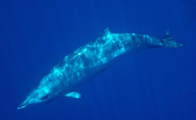 חצי דולפין חצי תנין (צילום: CEN)
