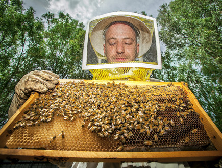 עודד כרמלי מתמודד עם דבורים (צילום: עופר חן)