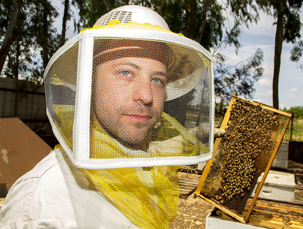 עודד כרמלי מתמודד עם דבורים (צילום: עופר חן)