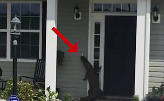 תנין בדלת (צילום: יוטיוב)
