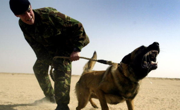 הכלב הציל את הלוחמים (צילום: Gettyimages IL)