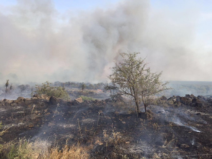 שריפת קוצים בצפון הכנרת, היום (צילום: דוברות כבאות והצלה מחוז צפון)