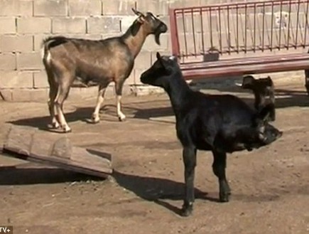 עז שתי רגליים (צילום: CCTV)