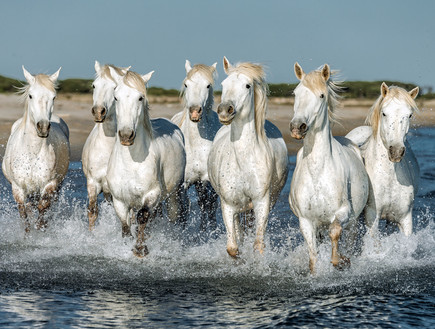 סוסי הקמרג' (צילום: Vadim Petrakov, Shutterstock)