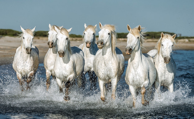 סוסי הקמרג' (צילום: Vadim Petrakov, Shutterstock)