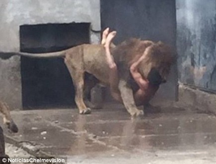 התאבדות בגוב אריות (צילום: twitter)