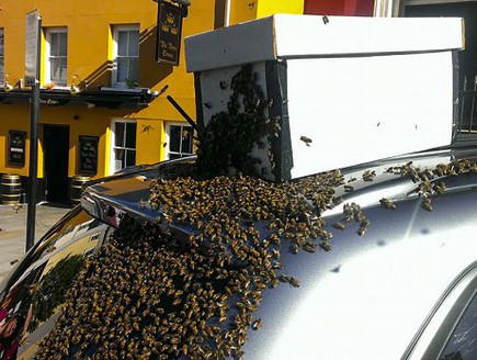 נחיל דבורים (צילום: מרקורי)