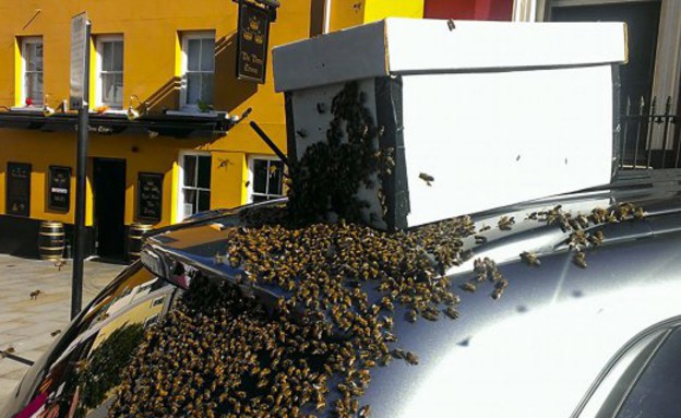 נחיל דבורים (צילום: מרקורי)
