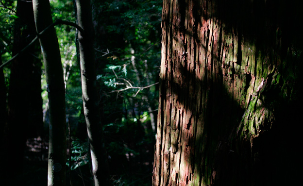 היער בחבל הוקאידו (צילום: רויטרס)