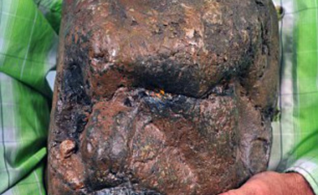 גולגולת מאובנת גולגולת מאובנת