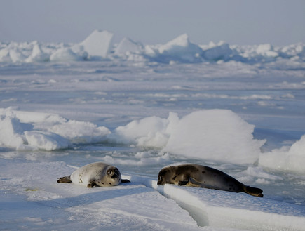 כלבי ים בקנדה (צילום: Joe Raedle, GettyImages IL)